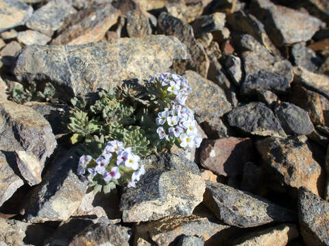 صورة Solms-laubachia flabellata (Regel) J. P. Yue, Al-Shehbaz & H. Sun