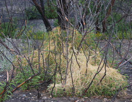 Image of chaparral dodder