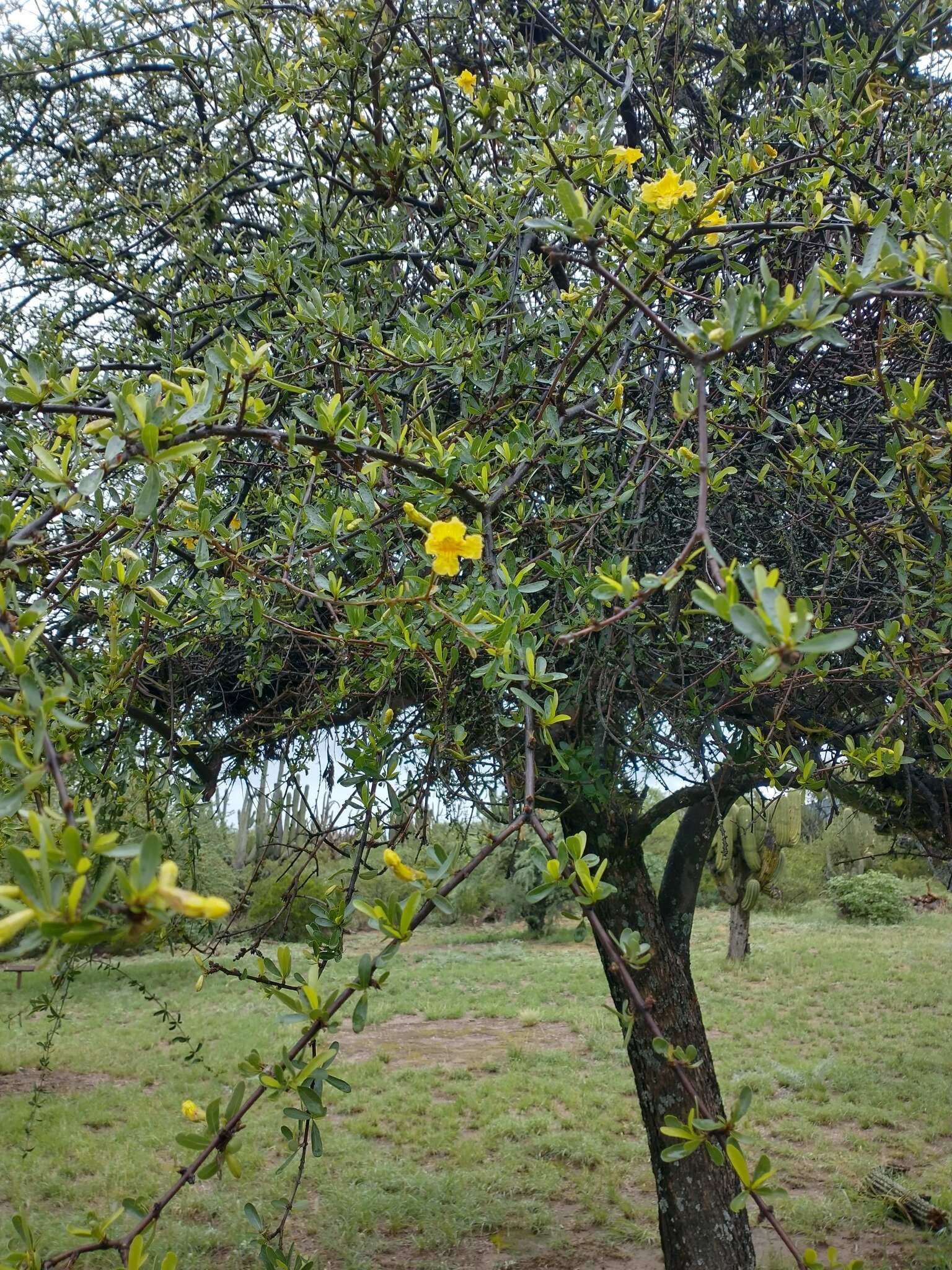 Image of Tabebuia nodosa (Griseb.) Griseb.