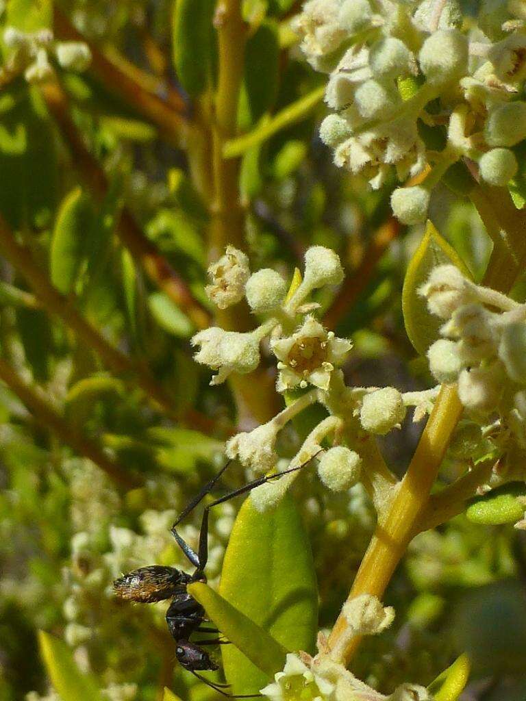 Image of <i>Phylica oleifolia</i>