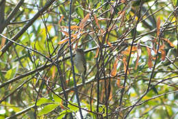 Image of Bell's Vireo