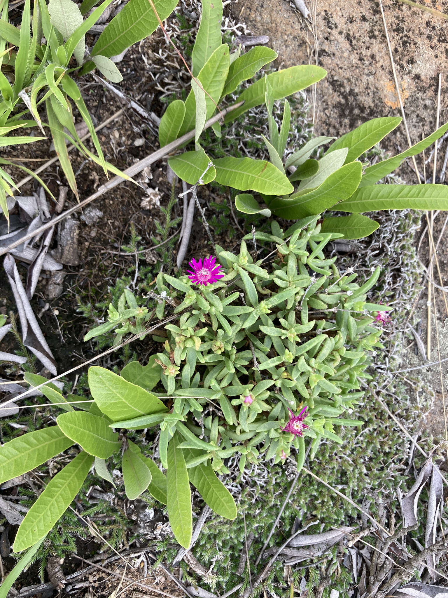 Image of Delosperma vandermerwei L. Bol.