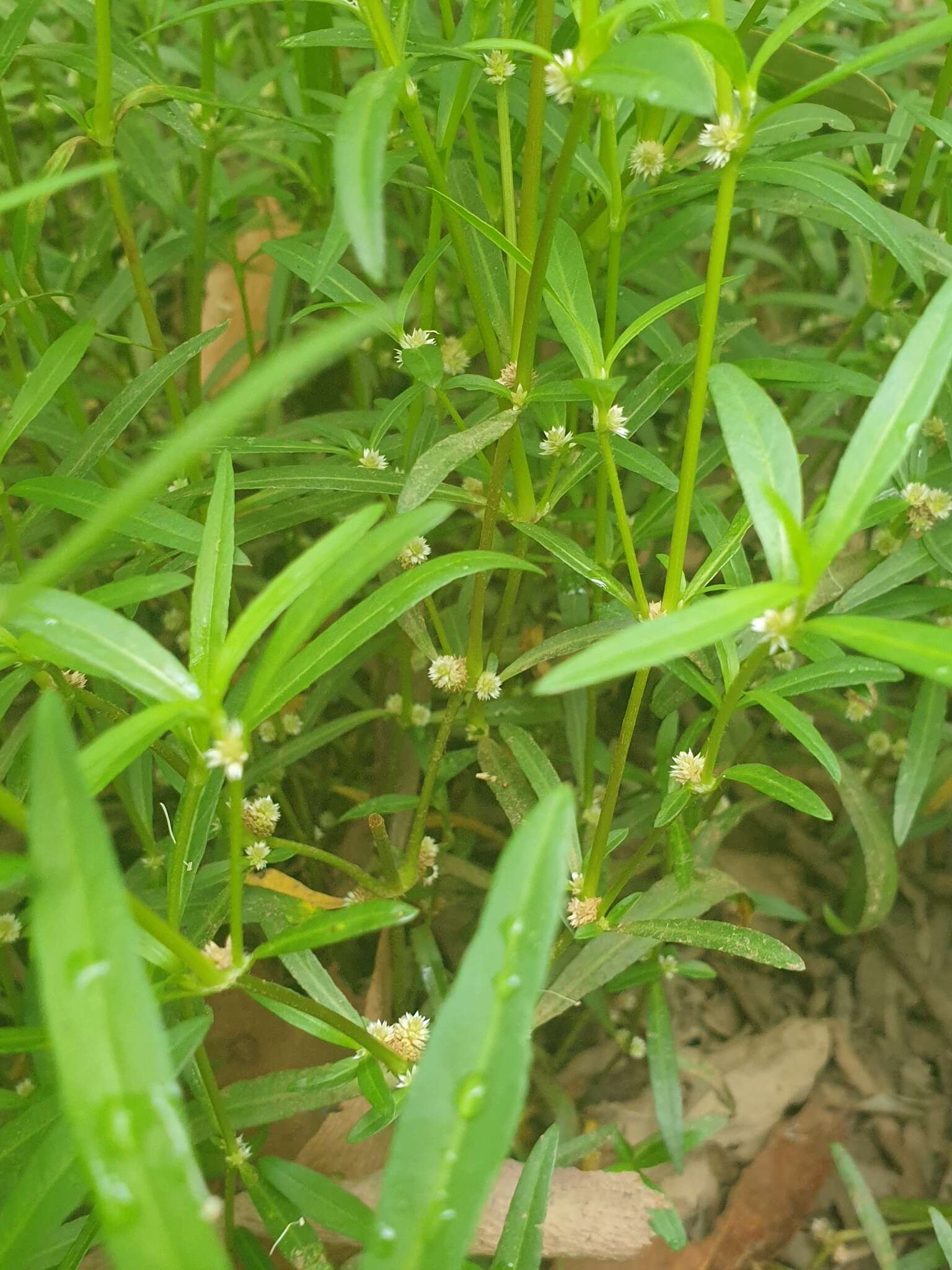 Imagem de Alternanthera denticulata R. Br.