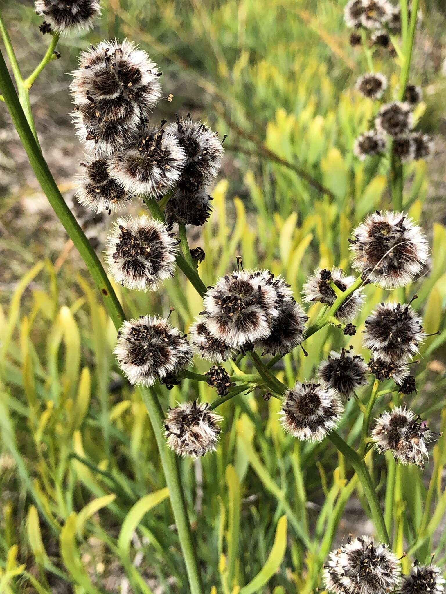 Image of Stirlingia latifolia (R. Br.) Steudel