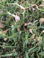 Image of Spilanthes leiocarpa DC.