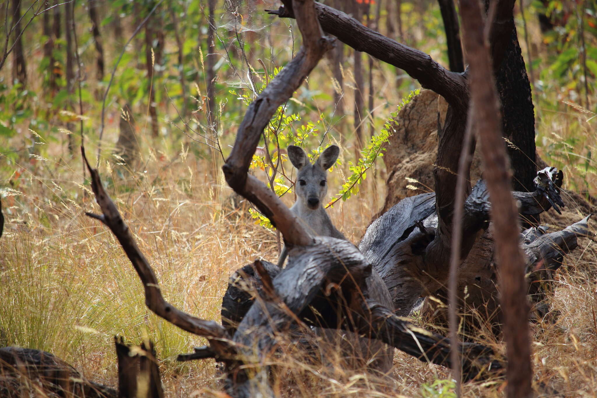 Image of Antilopine Kangaroo