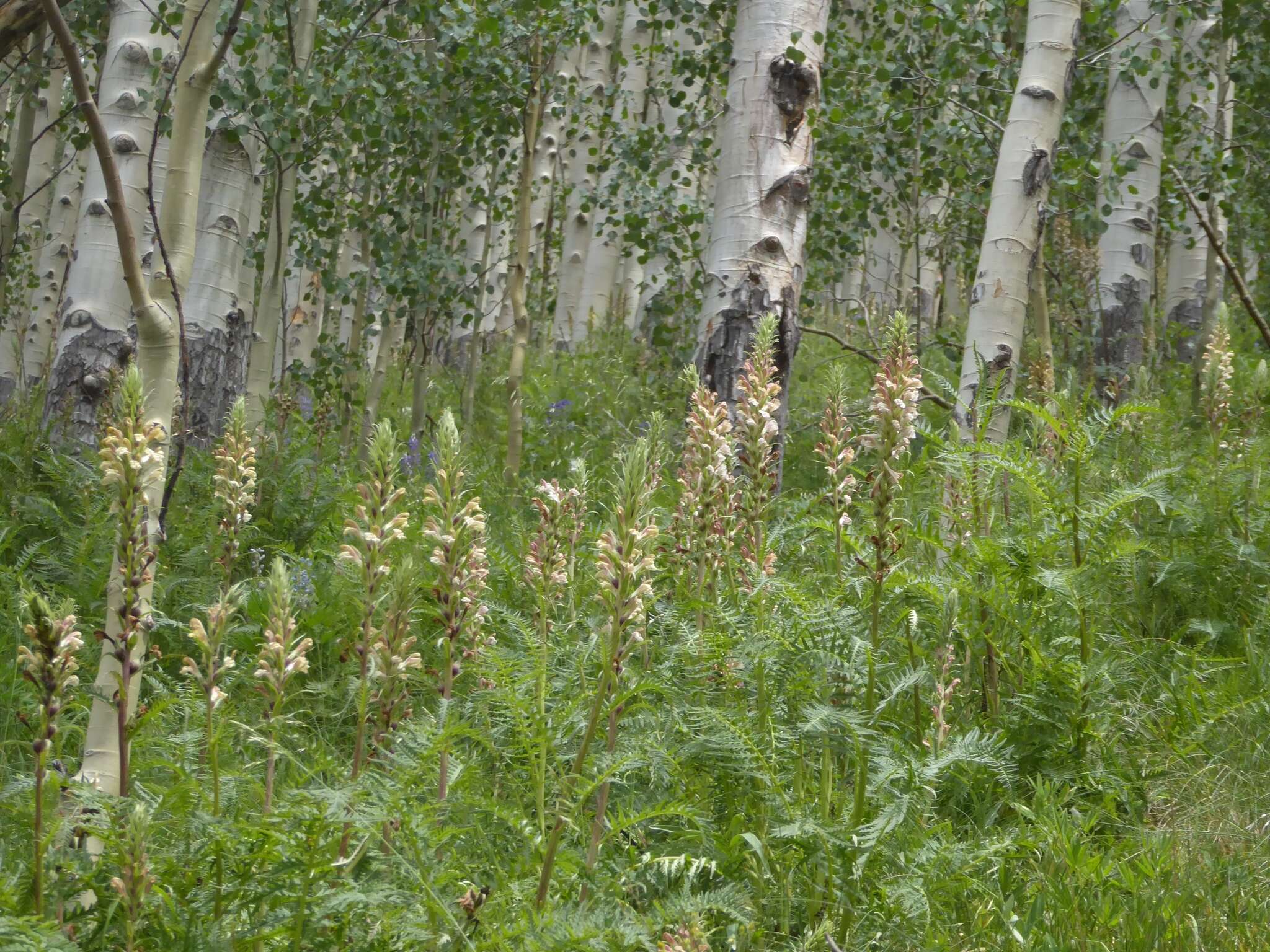 Image of Giant Lousewort