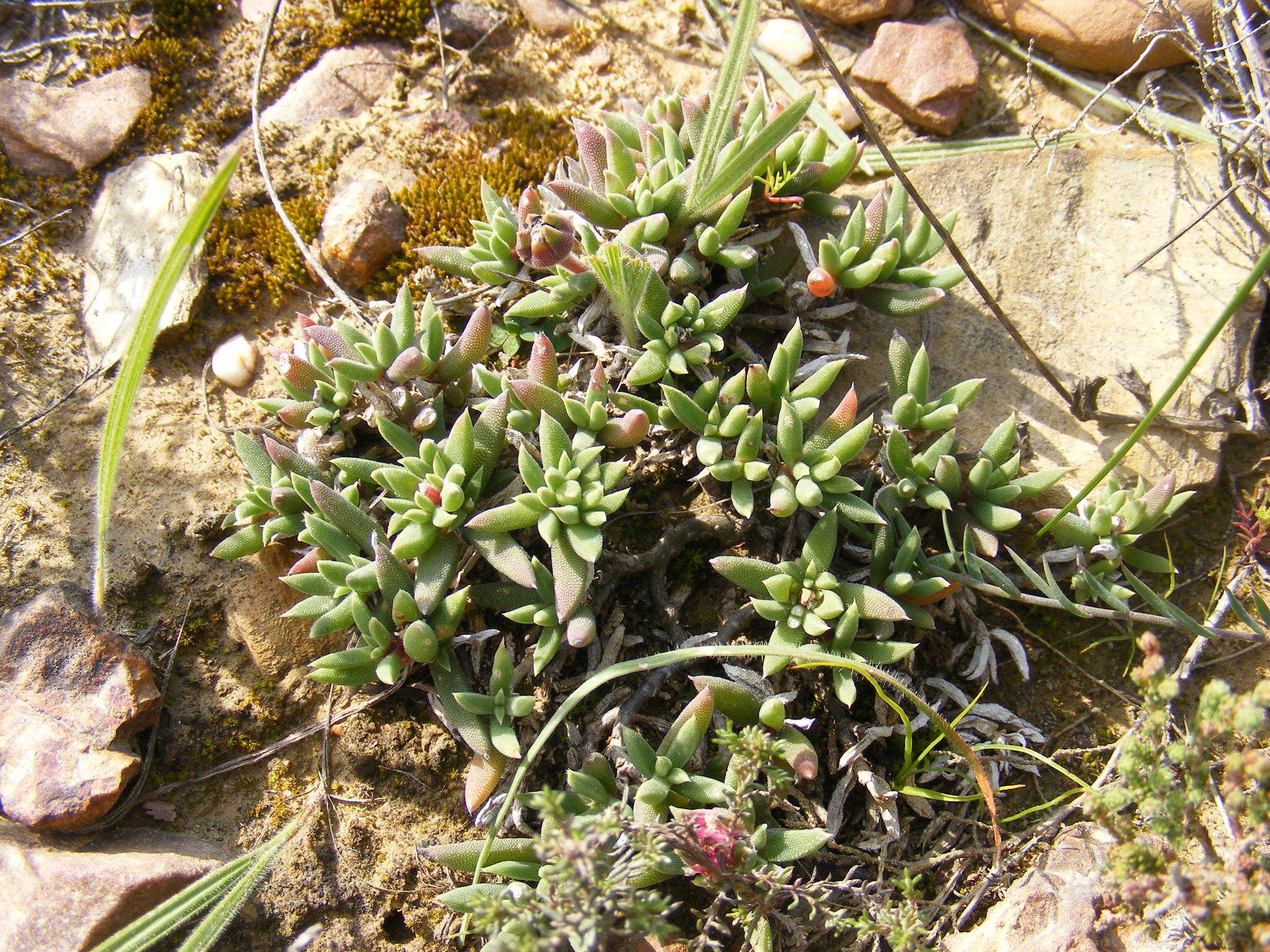 Image of Trichodiadema occidentale L. Bol.