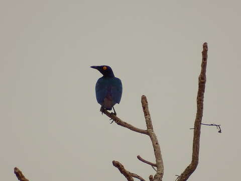 Image of Purple Glossy Starling