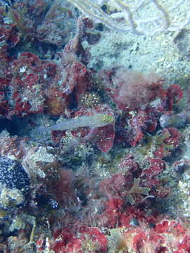 Image of Golden Goby