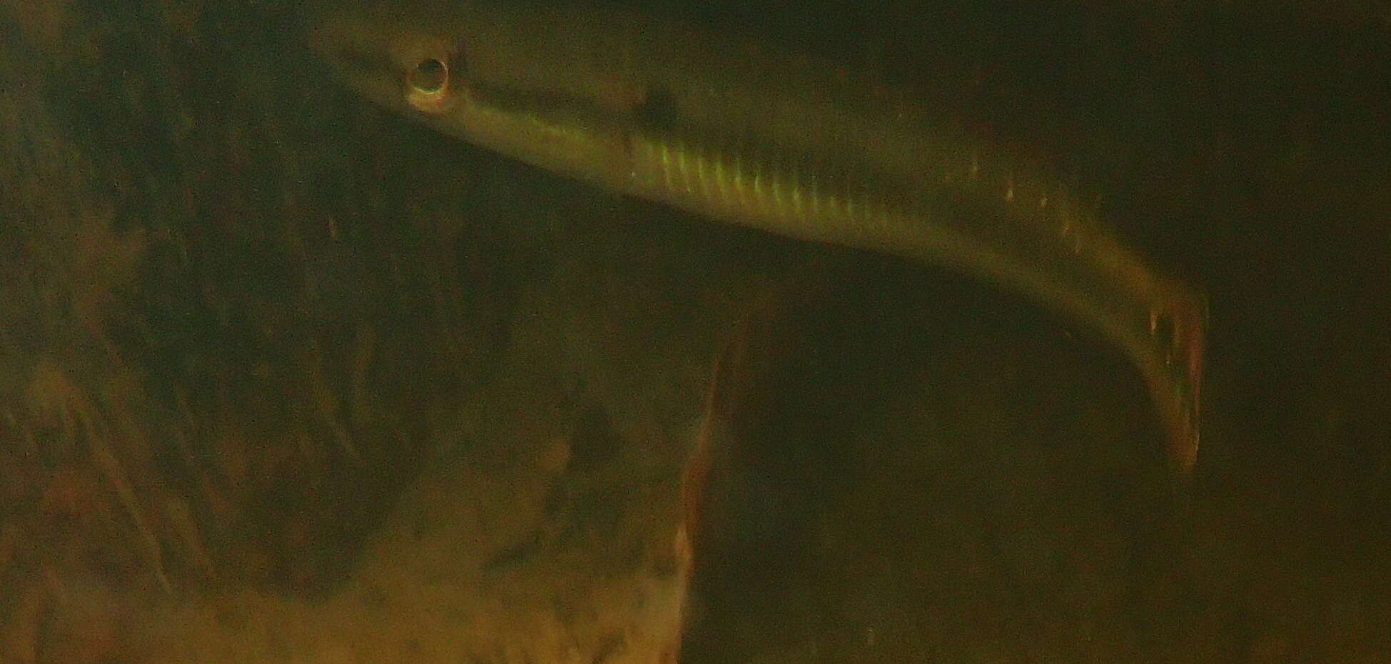 Image of Pike cichlid