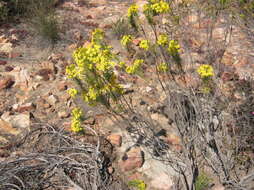 Image of Euryops rehmannii Compton