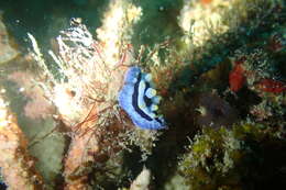 Image of Lumpy black blue orange slug