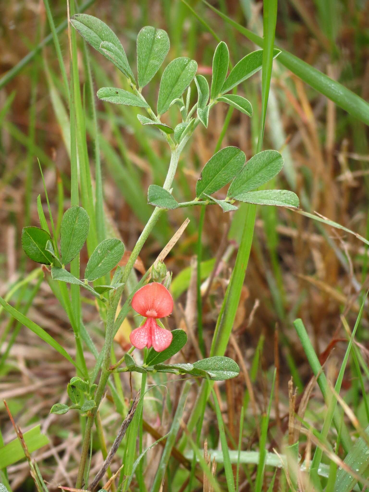 Imagem de Indigofera miniata Ortega