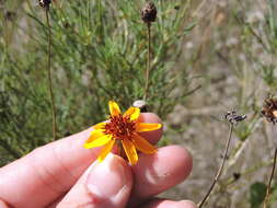 Image de Thelesperma filifolium (Hook.) A. Gray