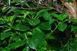 Image de Claoxylon brachyandrum Pax & K. Hoffm.