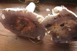 Image of Russula ionochlora Romagn. 1952