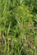 Image of Siberian Wild Rye