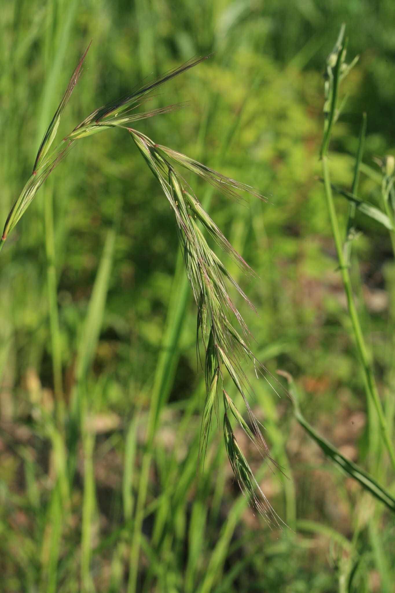 Image of Siberian Wild Rye