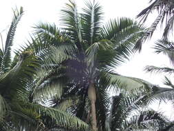 Image of Barbel palm