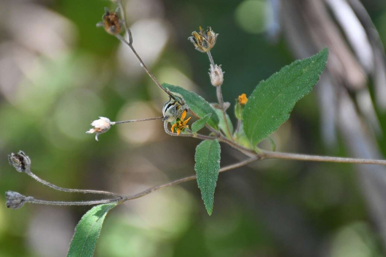 Image de Hymenostephium tenue (A. Gray) E. E. Schill. & Panero