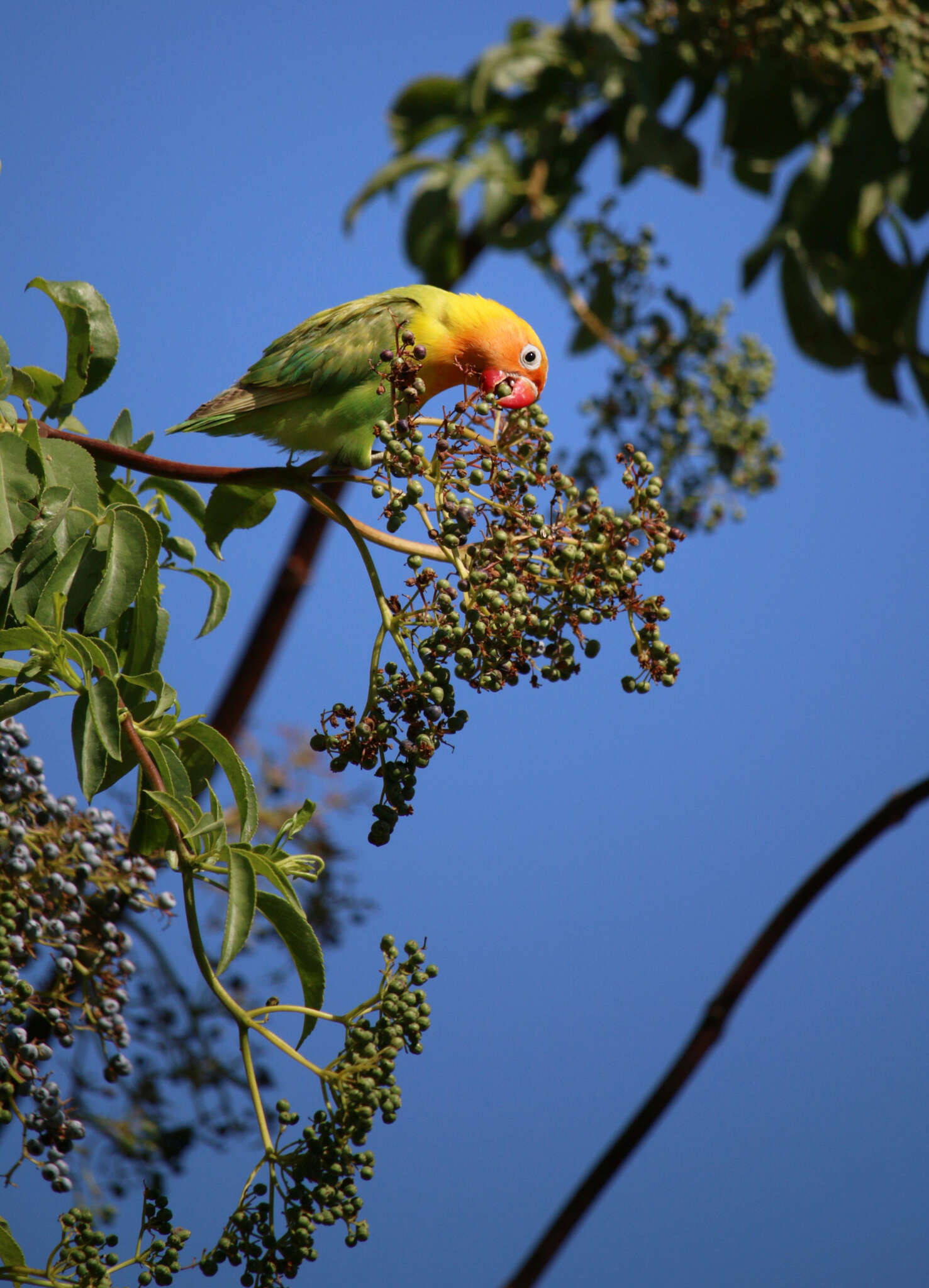 Image of Fischer's Lovebird