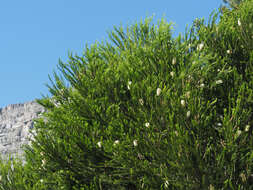 Image of Melaleuca armillaris subsp. armillaris