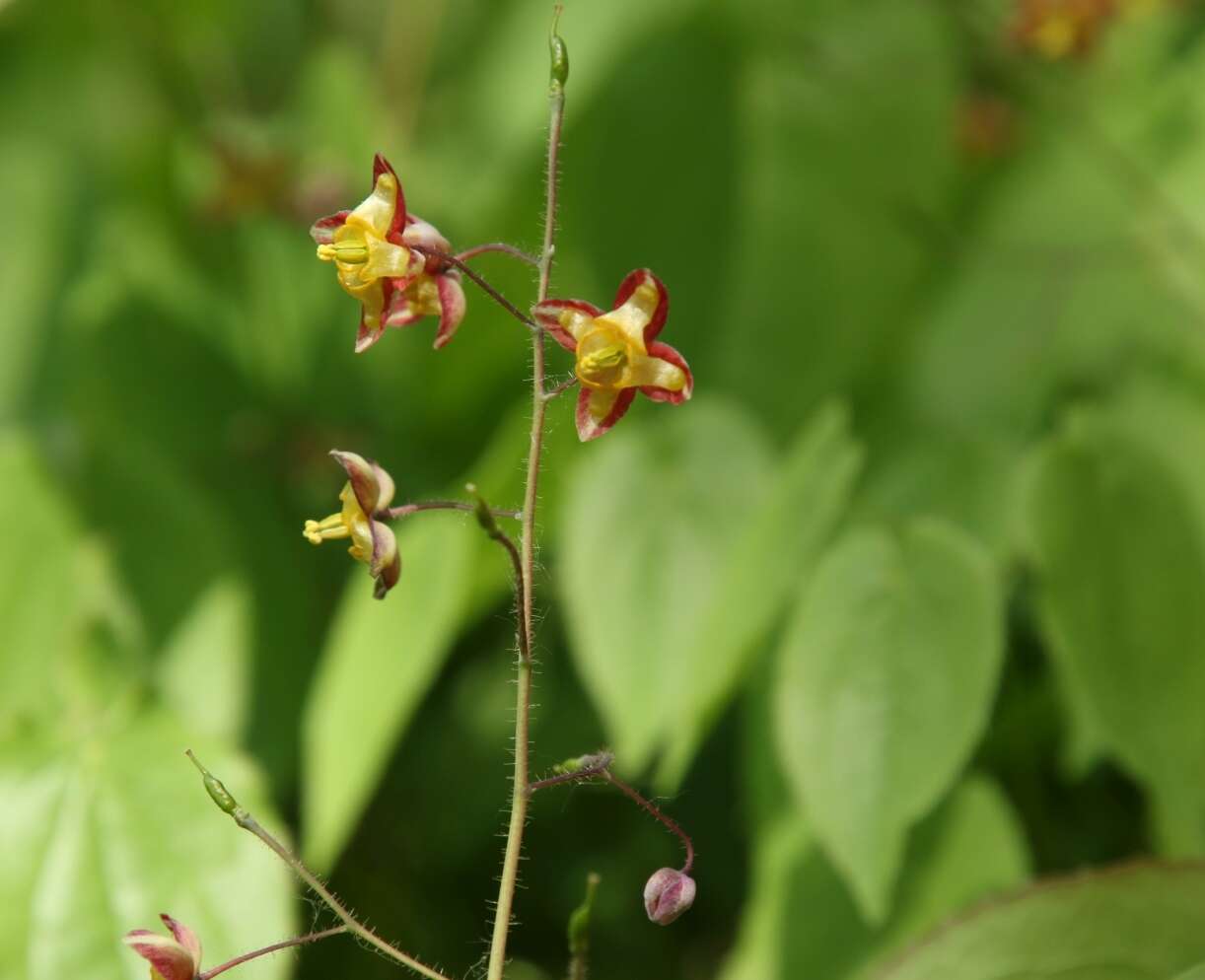 Image of Epimedium alpinum L.