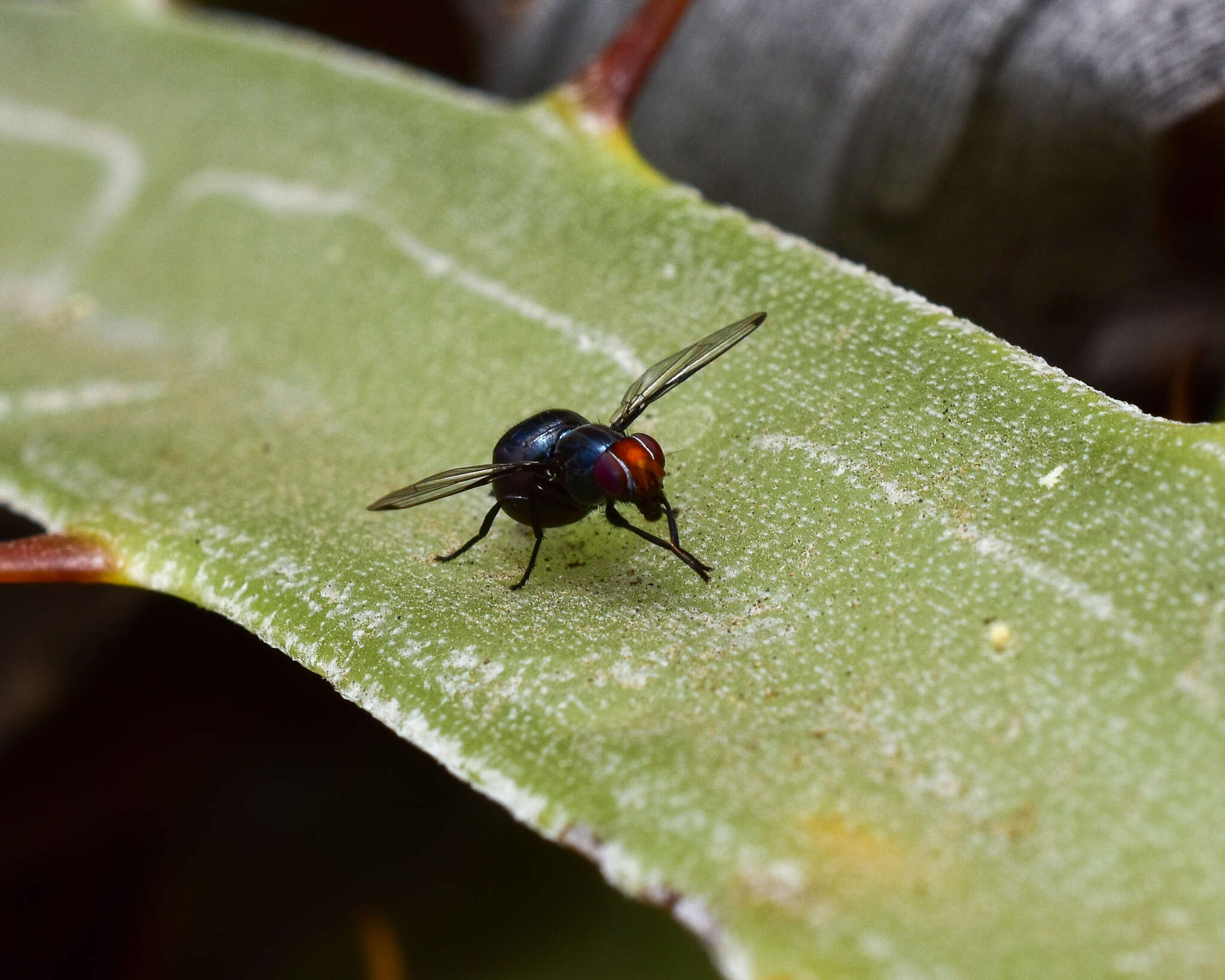 Image of Seioptera importans Hennig 1941