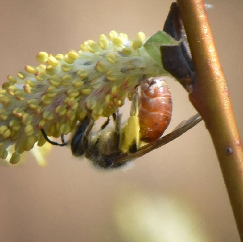 Image of Andrena erythrogaster (Ashmead 1890)