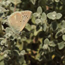 Image of Polyommatus isaurica (Staudinger 1870)