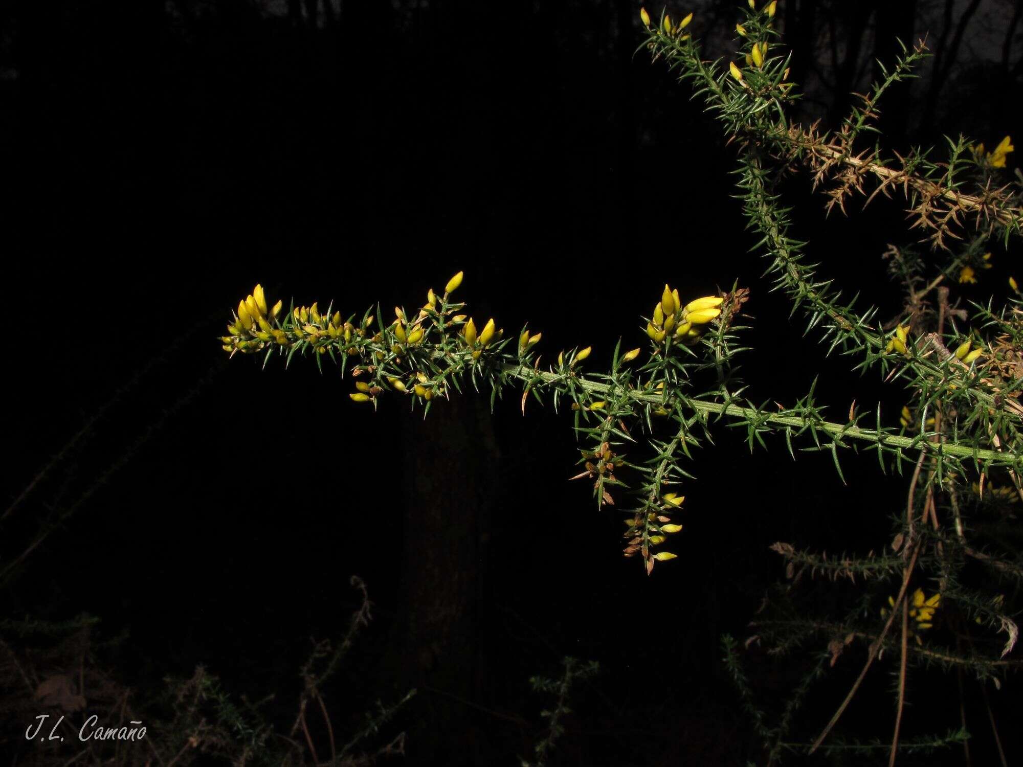 Image de Ulex micranthus Lange