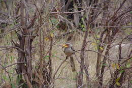 Image of Southern Yellow-billed Hornbill