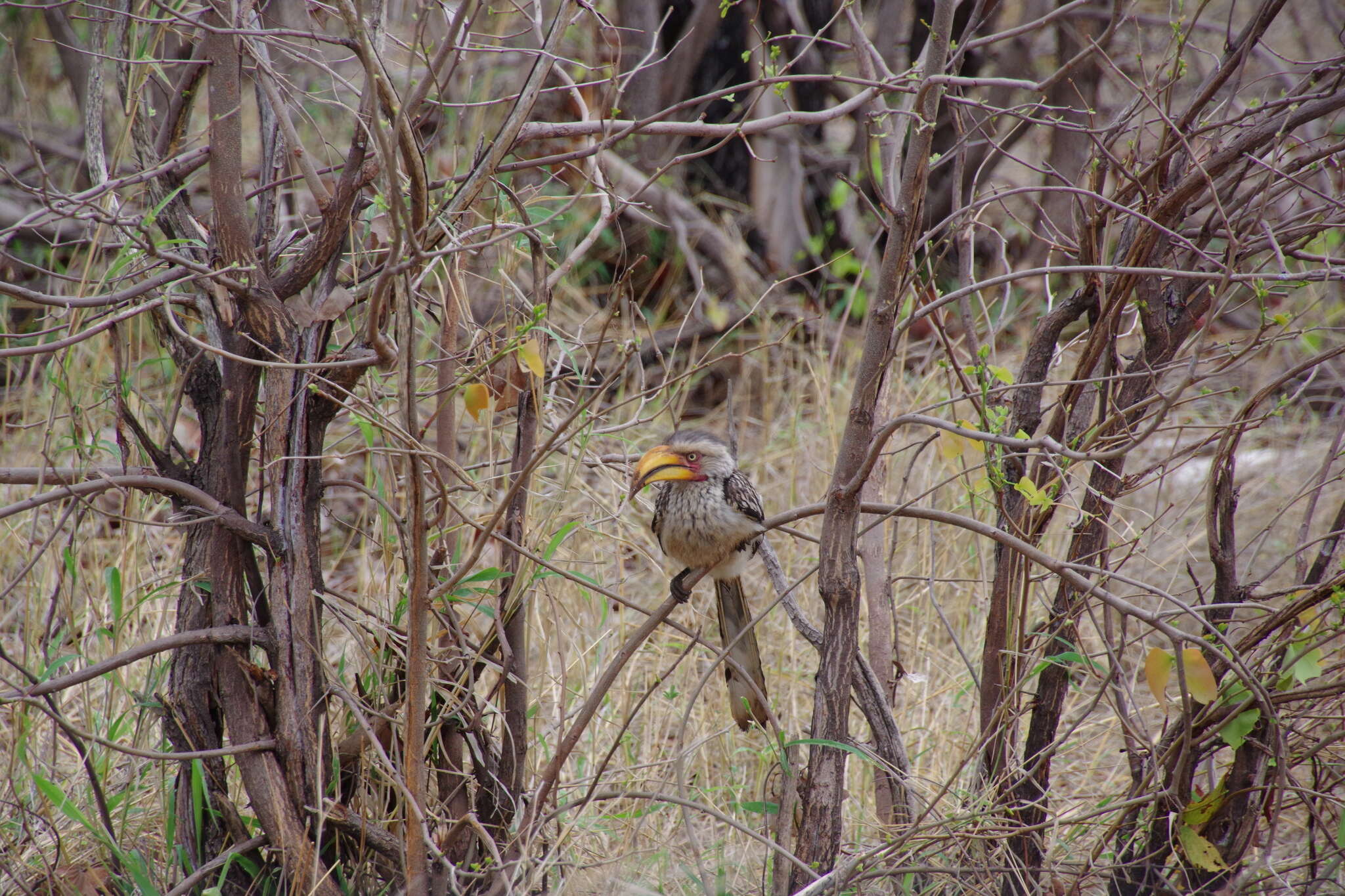 Image of Southern Yellow-billed Hornbill