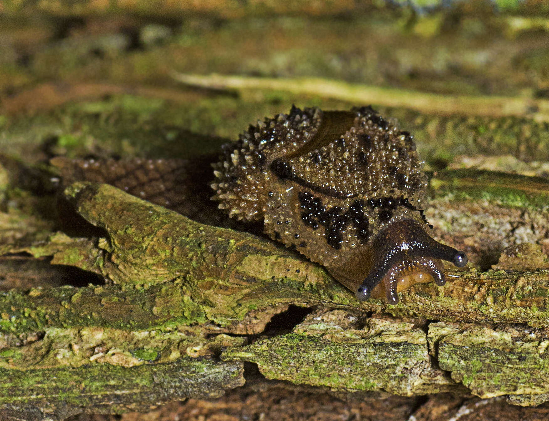 Image of Stanisicarion aquila