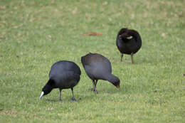 Plancia ëd Gallinula tenebrosa Gould 1846