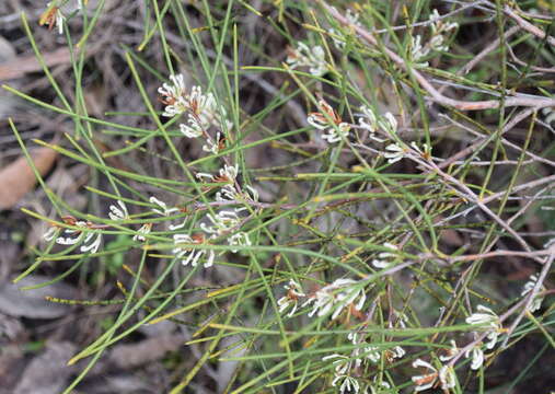 Imagem de Hakea rostrata F. Müll.