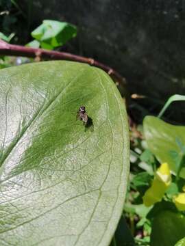 Imagem de Anthomyia quinquemaculata Macquart 1839