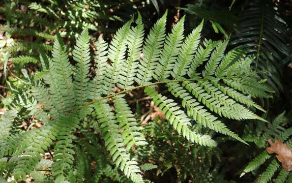 Слика од Polystichum incongruum J. P. Roux