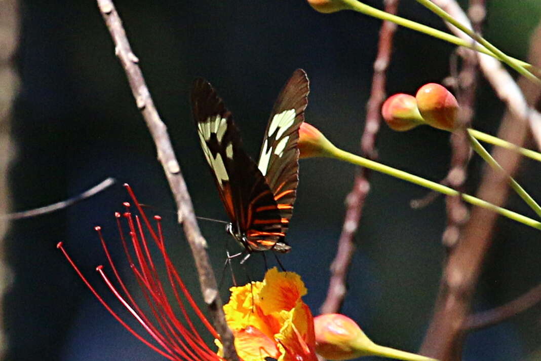 Heliconius erato amazona Staudinger 1896的圖片