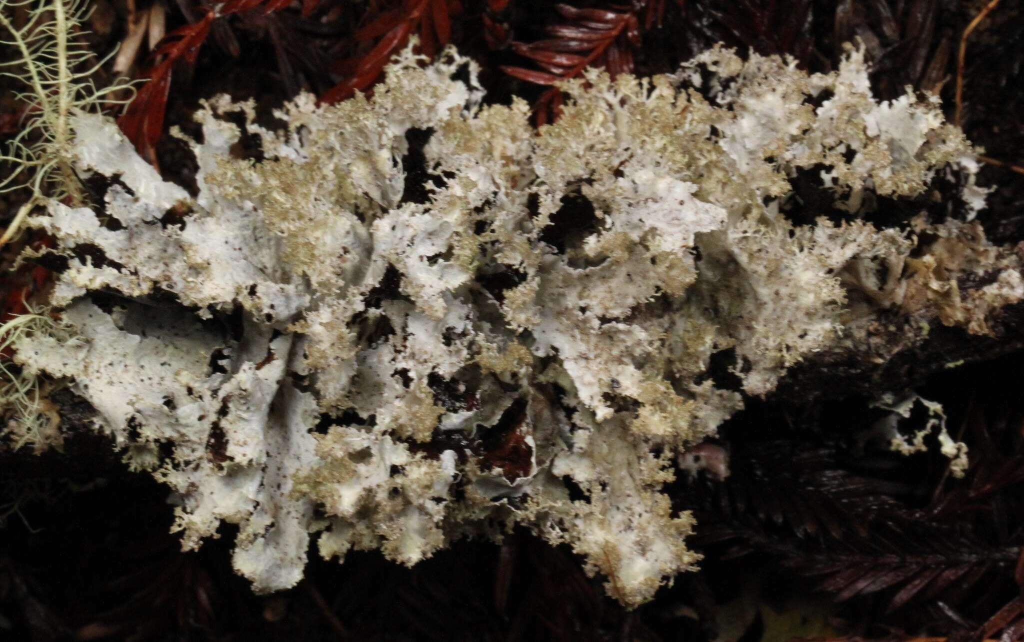 Image of Varied Rag Lichen