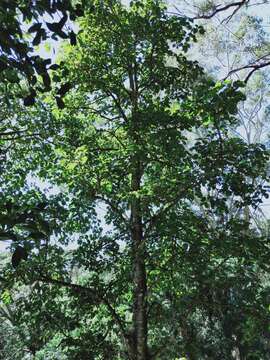 Image of Planchonella australis (R. Br.) Pierre