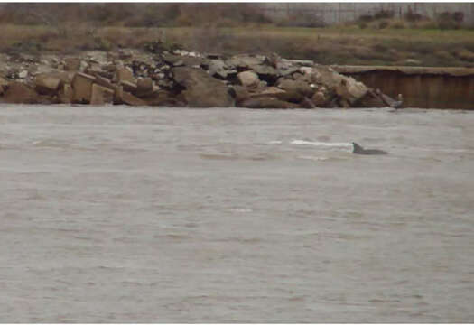 Imagem de Tursiops truncatus truncatus (Montagu 1821)