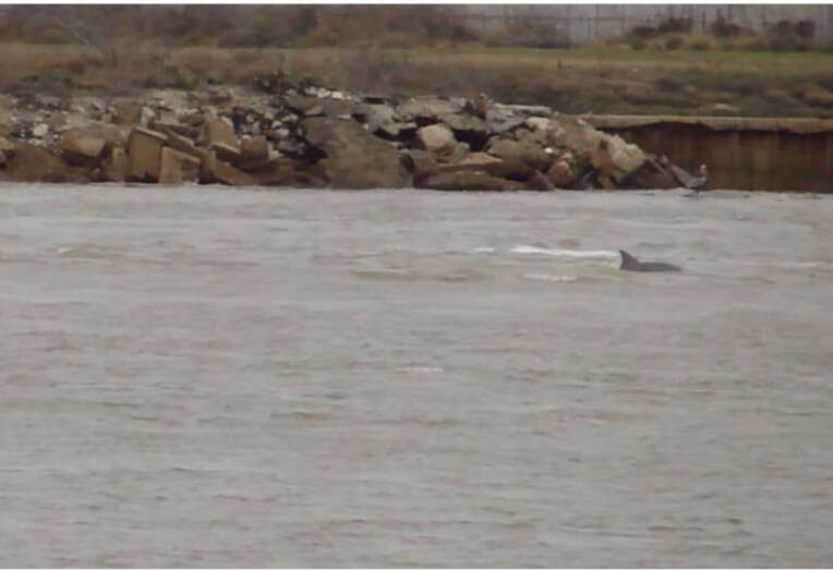 Image de Tursiops truncatus truncatus (Montagu 1821)