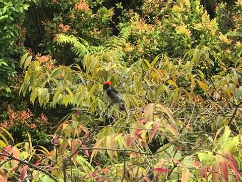 Image of Scarlet-backed Flowerpecker