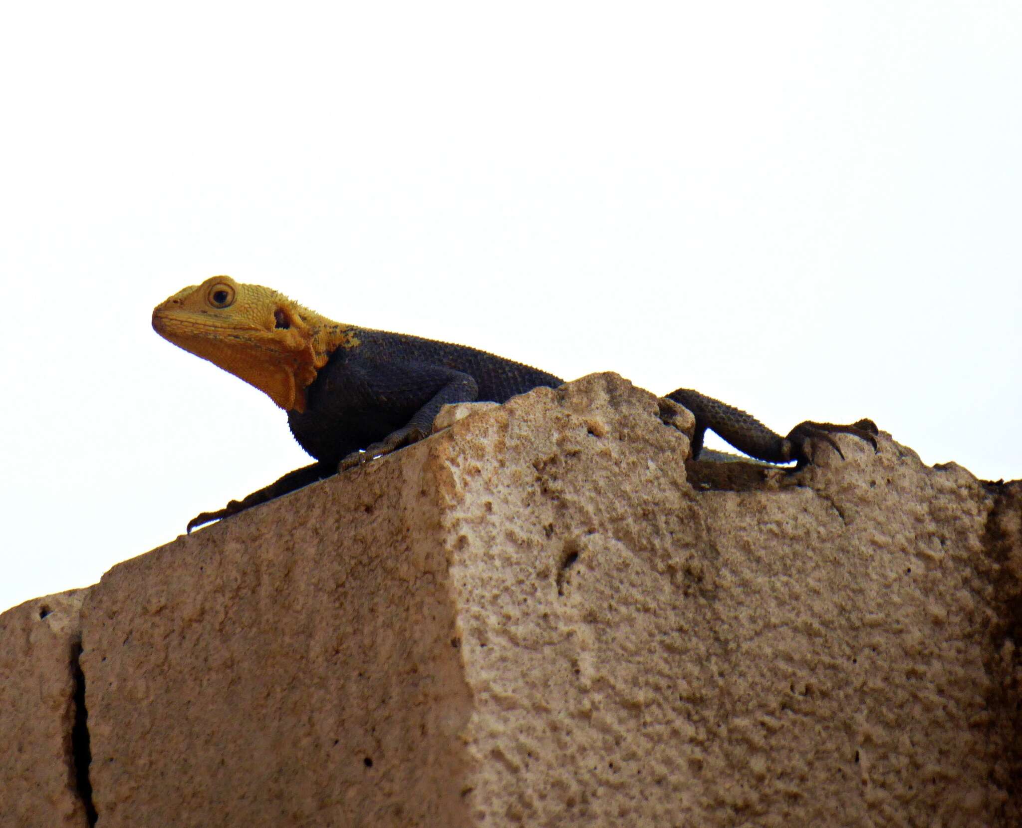 Image of Common agama