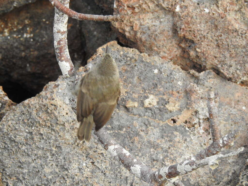 Image de Certhidea fusca mentalis Ridgway 1894