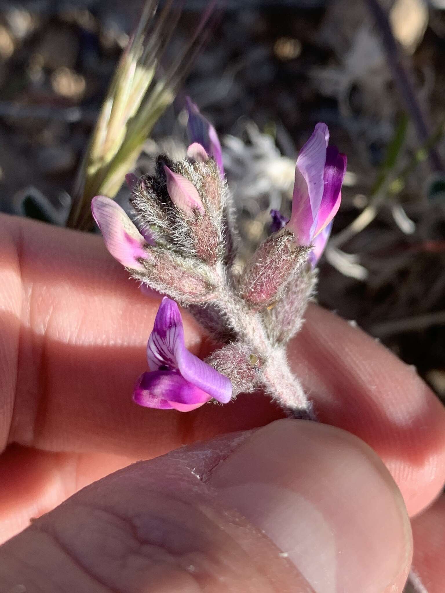 Sivun Astragalus tidestromii (Rydb.) Clokey kuva