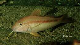 Image of Upeneichthys