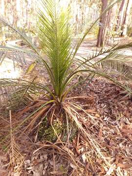 Image of Pyrrosia rupestris (R. Br.) Ching